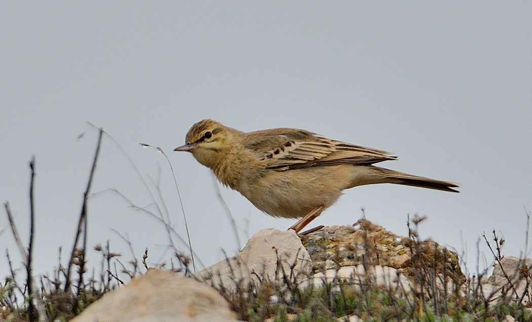 Tawny Pipit